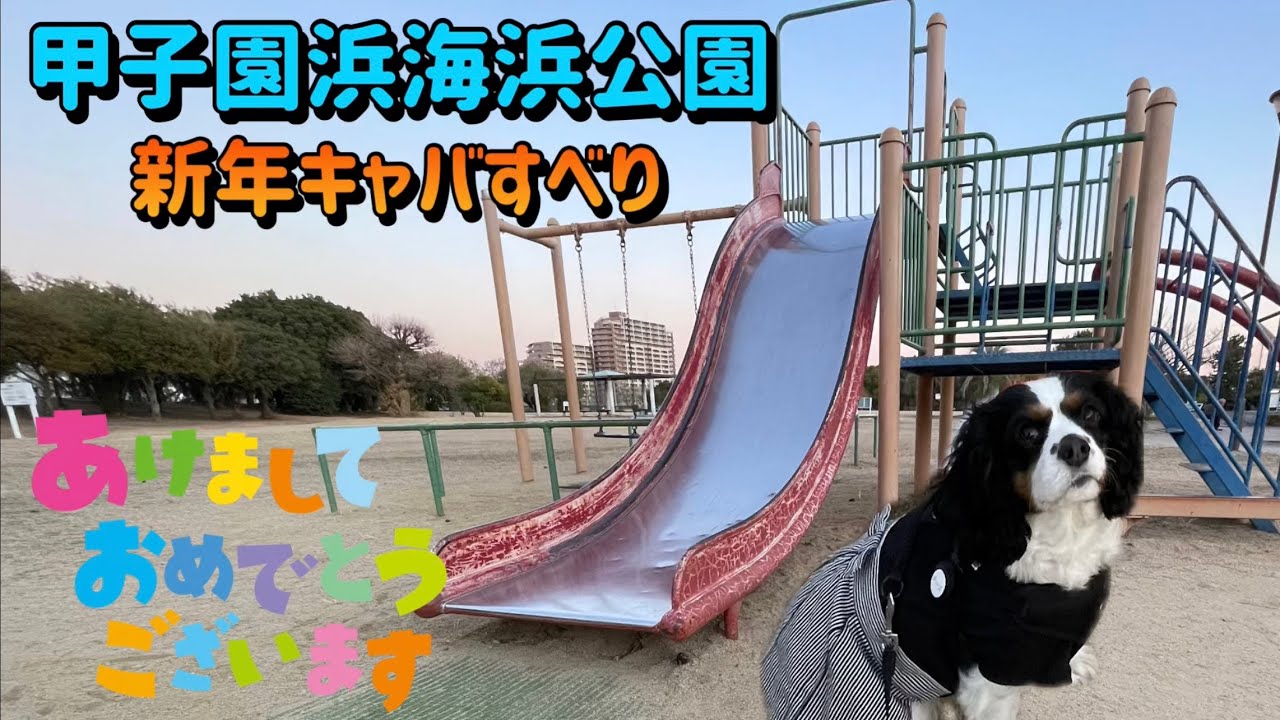 【キャバリア チーズと甲子園浜海浜公園に新年初のキャバすべりに行ってきた☆★】立ち入り禁止やったけどチーズは元気100倍！！