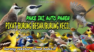 Suara Pikat Burung Kecil dan Burung Besar Paling Ampuh || Pikat Burcil (bagian 1)