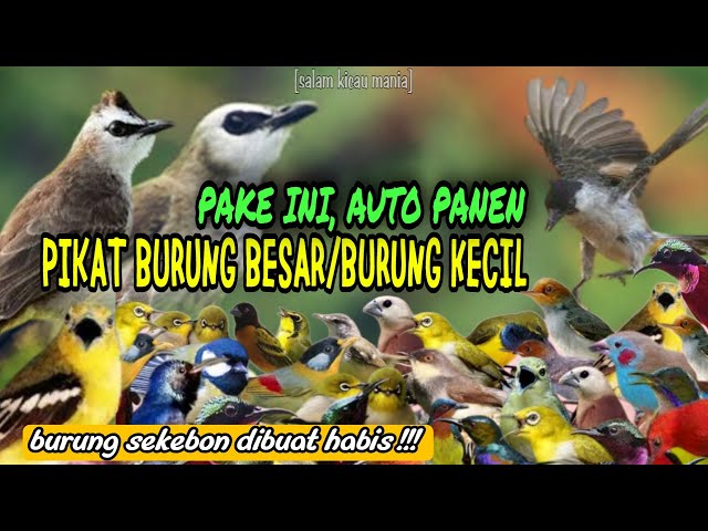 Suara Pikat Burung Kecil dan Burung Besar Paling Ampuh || Pikat Burcil (bagian 1) class=