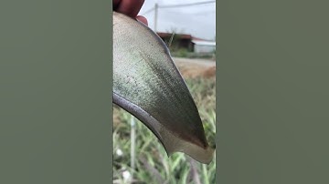 Mời cả nhà cùng vào kênh e xem thành quả câu cá thác lác của em ạ ❤️❤️ #fishing #cathaclac #cauca