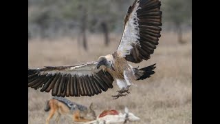 Ndege aina ya tai wakumbwa na hatari ya kuangamizwa na wawindaji nchini
