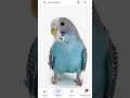 The blue parakeet