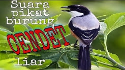Suara pikat burung Cendet liar - Durasi: 16:33. Suara pikat burung Cendet liar - Durasi: 16:33.