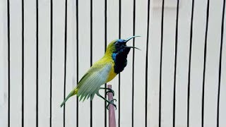 Kolibri Sogok Ontong Ngobra Tembakan Brebet Super Mantap Untuk Masteran