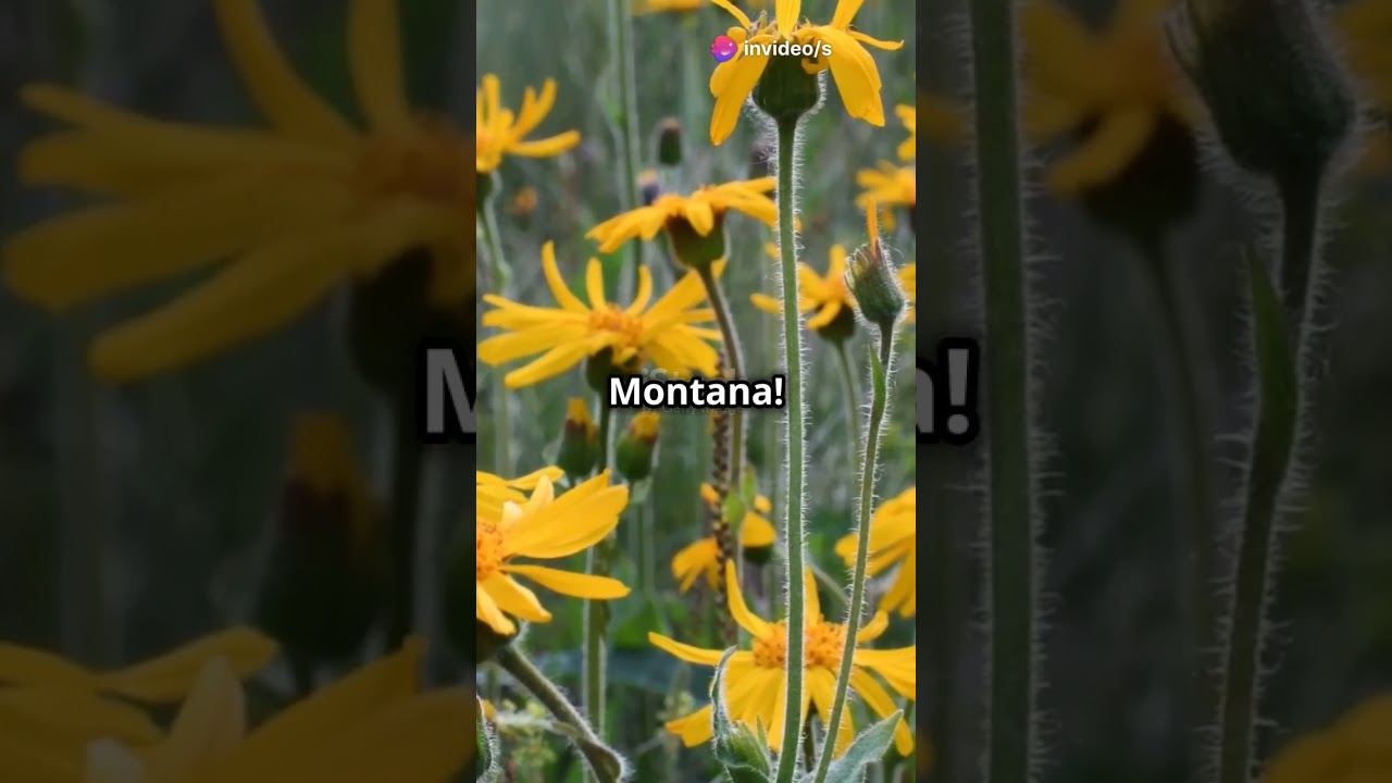 facts about arnica Montana homoeopathic medicine