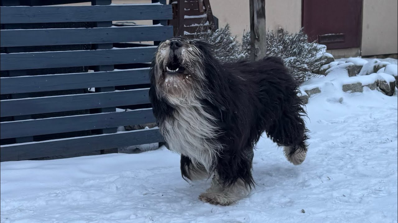 Psy , kury i dynie czyli codzienność w Pondolinie .
