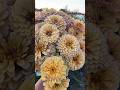 Zinnia ‘Golden Hour’