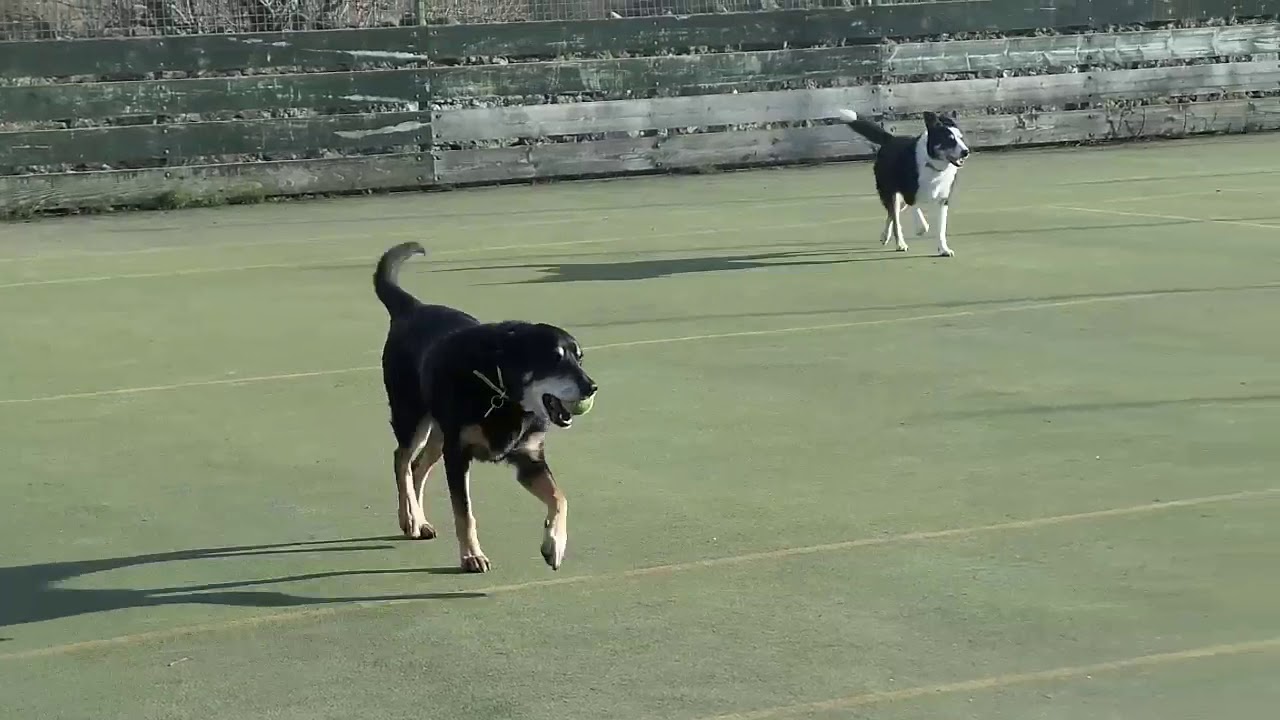 wales wisconsin Dogs Trust West Calder - Einstein
