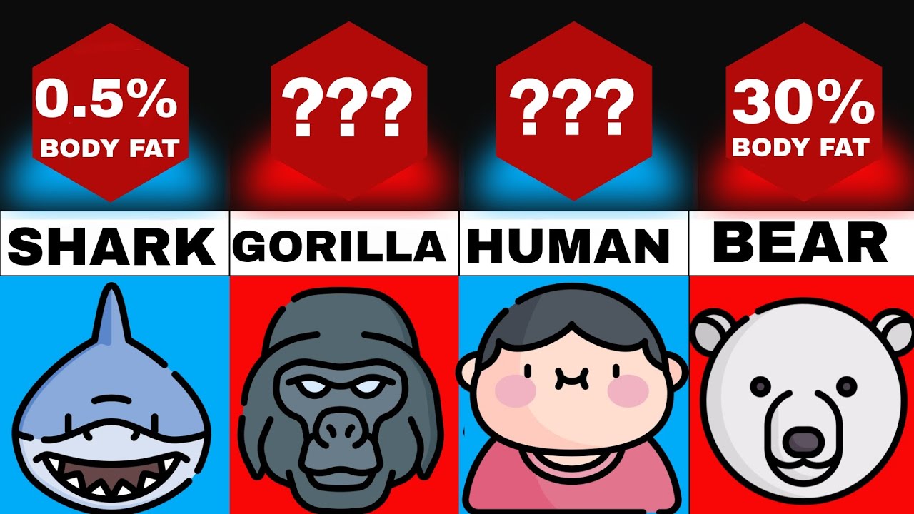 Comparison: Animals Ranked By Body Fat % - YouTube