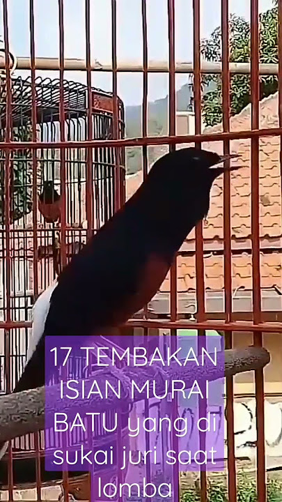 17 TEMBAKAN ISIAN MURAI BATU yang di sukai juri saat lomba