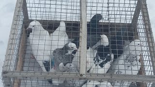 #Pigeons.Не судите,да не судимы будете.