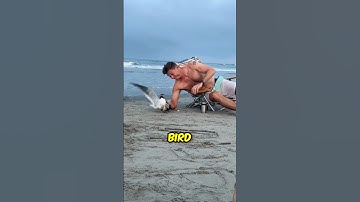 Menangkap burung dengan tangan kosong 😱