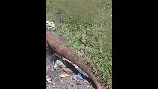 Ternyata di pulau longos ada kaka Komodo ⁉️