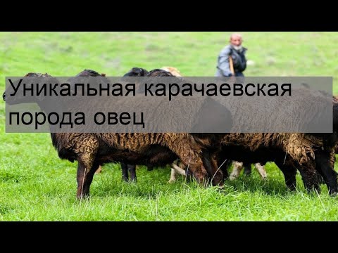 Видео: Карачаевска порода овце: описание, характеристики и снимка