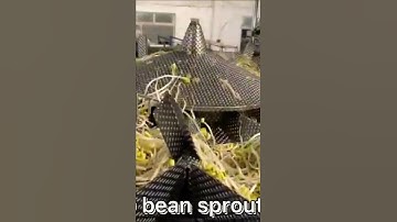 bean sprout packing machine#packagingmachine