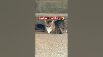 Perfect cat loop #loop #cat #trending #shorts #comment 🙀