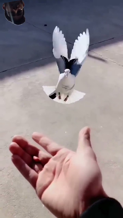 #love #live #jenessee #duet #haveitoldyoulatelythatiloveyou #youtubeshorts #farmanimal #butifyou