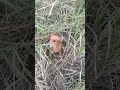 mocho 🦮 mi compañero de aventuras 🦮