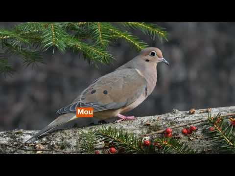Video: Este bun de mâncat porumbelul doliu?