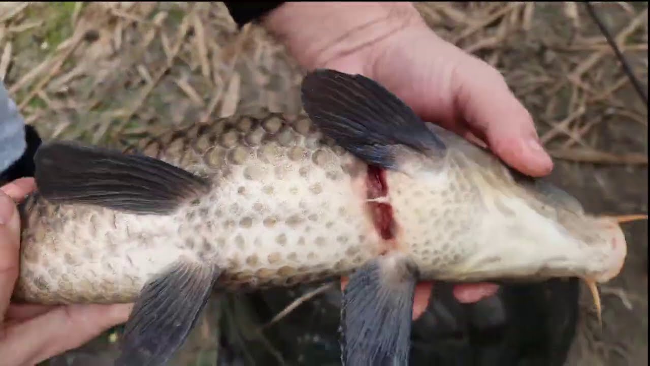 CARP FEEDER - LAGUNA LAKE KIKINDA