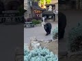 Black Bear Strolls Through Gatlinburg – A Wild Smokies Moment