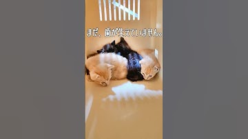 NEW faceの4匹兄妹。まだ、歯も生えてなくモジョモジョ動いています😊#ちび天 #保護猫 #保護活動筑豊 #宮若市 #里親募集中