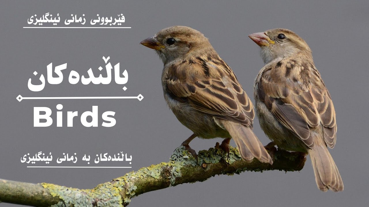 ناوی باڵندەکان بە ئینگلیزی #englishvocabulary #learnenglish #learningenglishkurdish