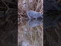 Great Blur Heron 🪶#wildlife #greatblueheron #birds