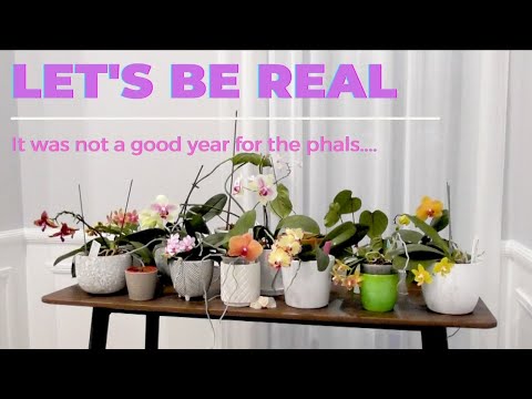 Phalaenopsis Blooms 2021 // Not pretty BUT We'll do better next year!