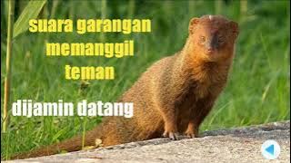 SUARA PIKAT GARANGAN MEMANGGIL TEMAN ||  PALING AMPUH DIJAMIN TEMAN GARANGAN PADA DATANG!!