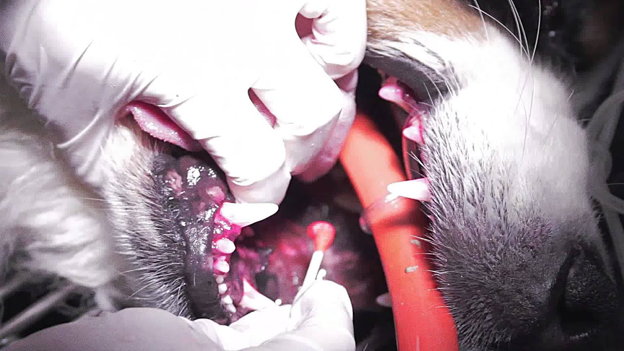 Canine Dental Prophy; From Start to Finish!