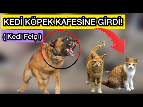 KEDİ KÖPEK KAFESİNE GİRDİ - Olan Olmuş üzgünüm !