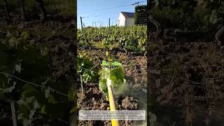 Power Mist Sprayer! Smart Vineyard Protection Technology