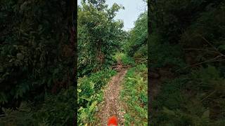 Get lost in a trail in Moc Chau plantation - 2 Canadian riders, #weridevietnamtour #vietnamoffroad