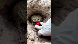 hungry frog| #youtubeshorts #shortvideo #frog #animals