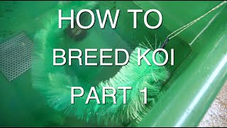 HOW TO BREED KOI PART 1 HOW TO BREED KOI PART 1