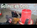 GALLINAS EN CASA Gallinas ponedoras y criollas