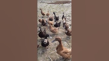 Thousands of ducks released to protect Thai rice fields from pests P768