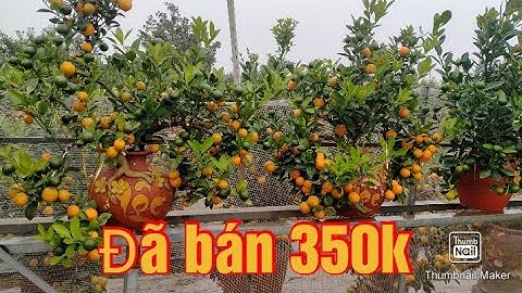 quất tết 2021 - 2022 quất cảnh văn giang, quất chum, quất vò.lh0929279205