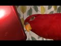 Red birb🍅3DS Tori to Mame