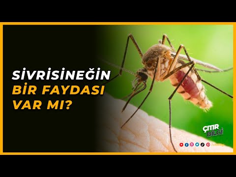 Video: Ekotizimdagi materiya va energiya o'rtasidagi farq nima?