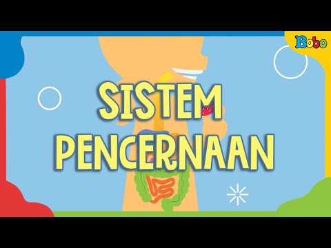 Sistem Pencernaan Manusia - Fakta Menarik