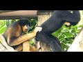 アクロバティックなキホオテナガザルカップル/ Acrobatic Buff-Cheeked Gibbons