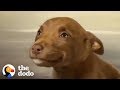 This Adorable Puppy Wouldn’t Stop Smiling in Her Shelter Kennel | The Dodo