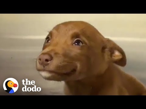 This Adorable Puppy Wouldn’t Stop Smiling in Her Shelter Kennel | The Dodo