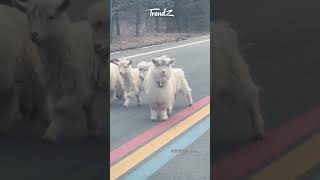 Cutest Sheep Crossing Alert