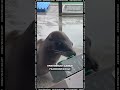 Тюлень играет в комп
