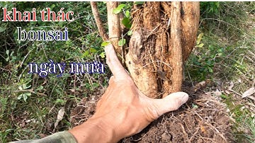 khai thác những cây bonsai linh sam hoa tím đẹp ngoài tự nhiên