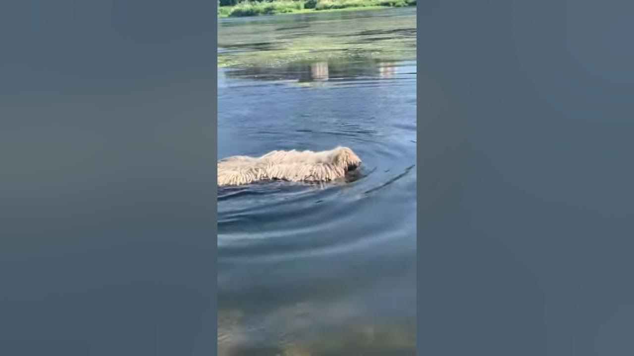 あのモップみたいな犬 コモンドール が湖で泳ぐとこうなる動画 もうほんとにモップ 1000mg Youtube
