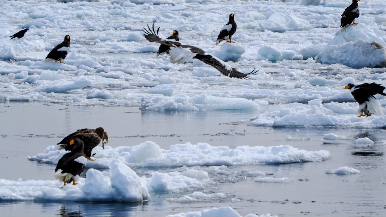 北海道旅行（3日目）ー羅臼の流氷